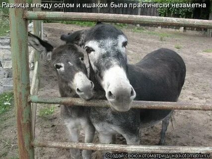 Чем отличается осел от ишака