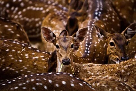 Животные wildlife