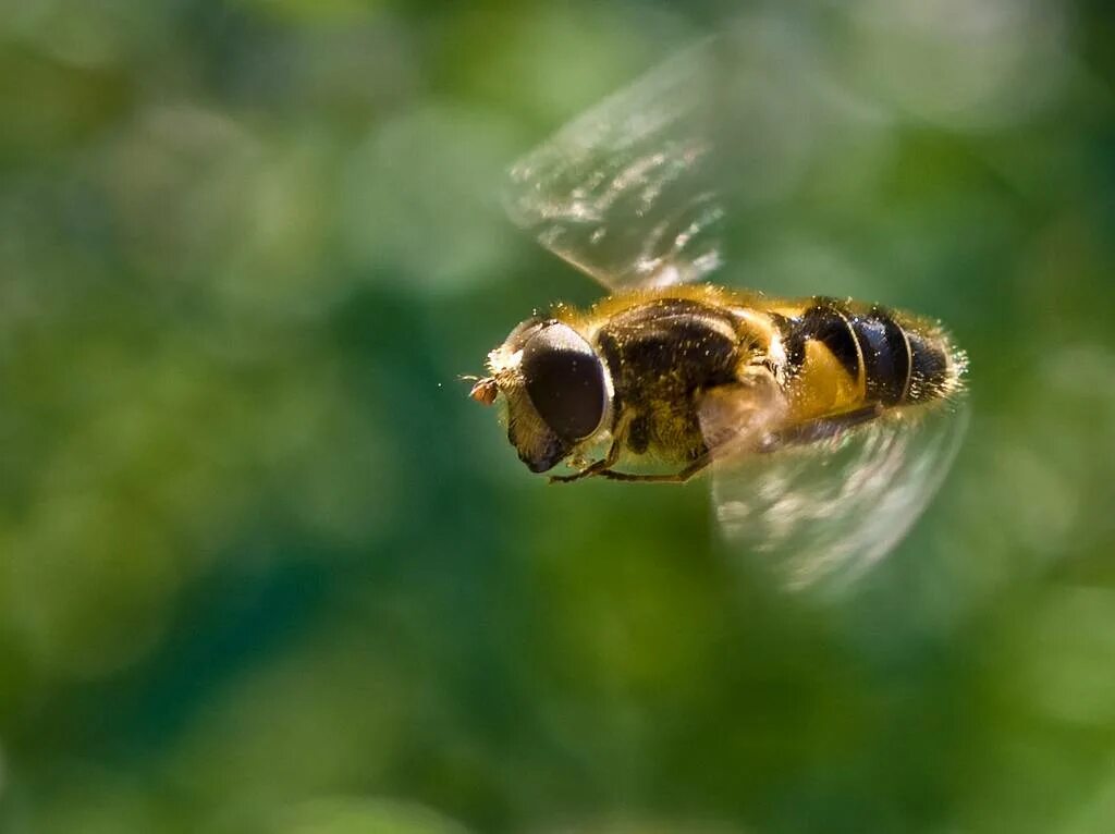 Частота взмаха крыльев шмеля. Серая Горная Кавказская пчела. Пчела в полете. Пчела жужжит. Жужжание насекомых.
