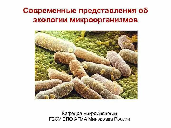 Экология микроорганизмов. Экология бактерий. Микроорганизмы в окружающей среде. Экологическая микробиология.
