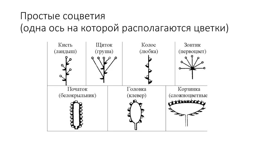 Контрольная биология 6 класс соцветия. Таблица соцветия биология 6 класс. Типы соцветий 6 класс биология. Соцветия и типы соцветий 6 класс. Простые и сложные соцветия 6 класс биология.