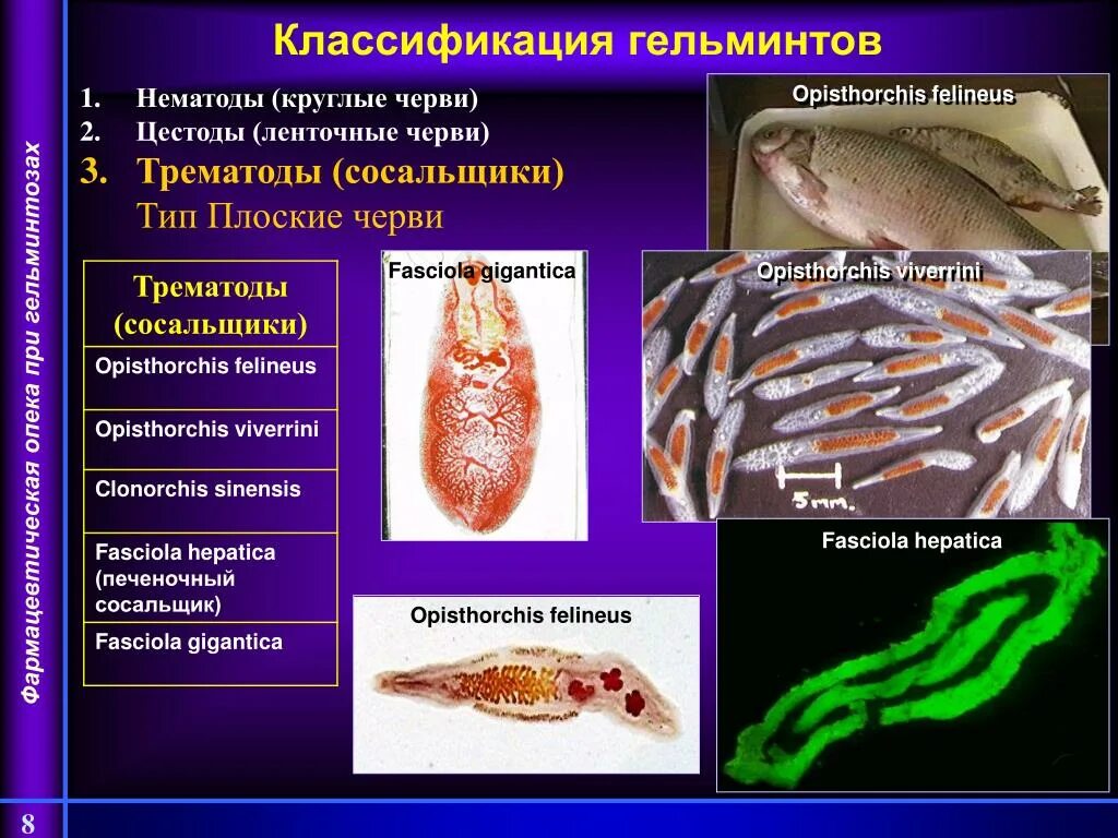 Органах чувств паразитических червей. К гельминтам класса трематоды относятся. Классификация глистов трематоды нематоды цестоды. Плоский червь печеночный сосальщик. Паразитические плоские черви сосальщики и ленточные.