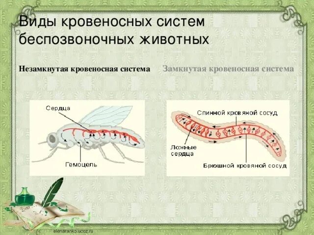 У каких беспозвоночных замкнутая кровеносная система