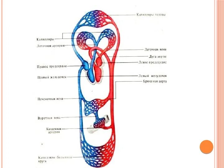 Малый круг кровообращения схема. Рис 44 схема кровообращения. Схема кровообращения человека биология 9 класс. Круги кровообращения схема с цифрами