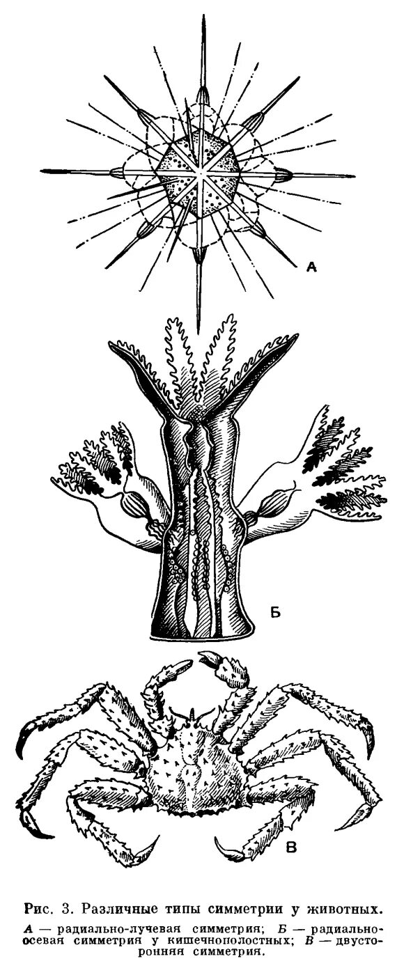 Тип симметрии животного радиальную. Лучевая симметрия тела у животных. Радиальный Тип симметрии. Радиальный Тип симметрии у животных. Радиально симметричные животные.