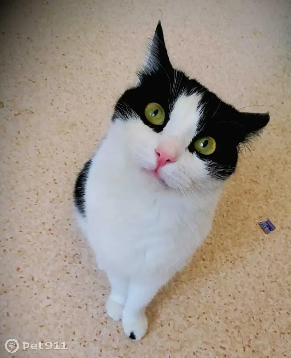 Коты холли