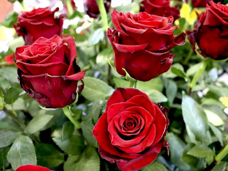 Гибридные розы отзывы. Сорт розы ред интуишн. Гибридные розы отзывы. Чайно-гибридная императрица фарах. Гибридные розы отзывы.