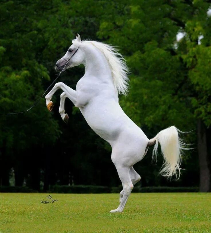 Horses song. Белая лошадь. Арабская лошадь в движении. Лошади фото красивые. Самые красивые породы лошадей.