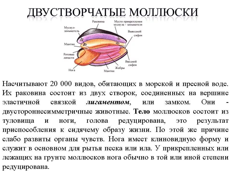 Нога редуцирована