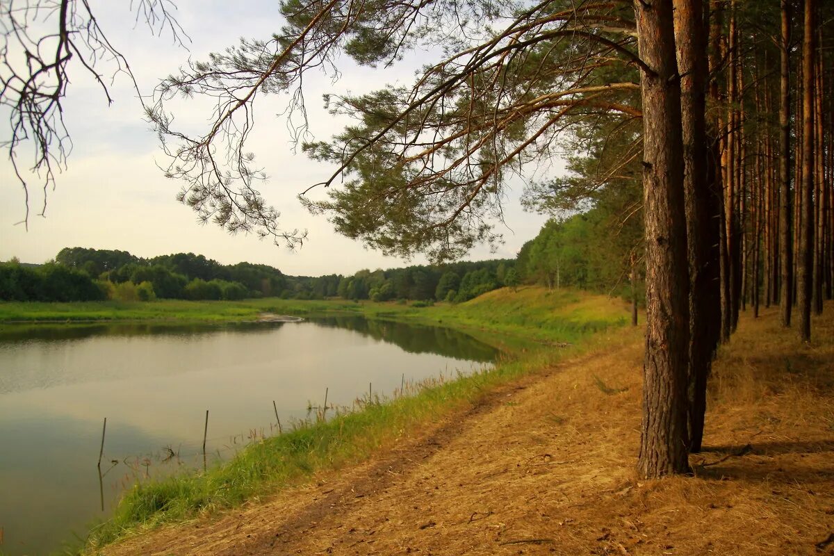 Река солотча. Озеро Маковье Кореневский район. Озеро Маковье Курская область. Солотча лес. Мещера Солотча природа.