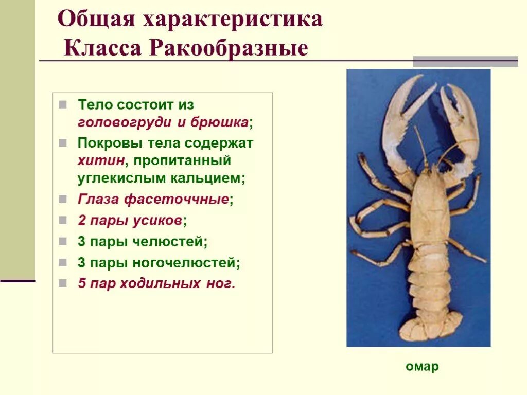 Характерные признаки класса ракообразных. Основная характеристика ракообразных. Общая характеристика ракообразных 7 класс. Класс ракообразные общая характеристика. Характеристика класса ракообразные.