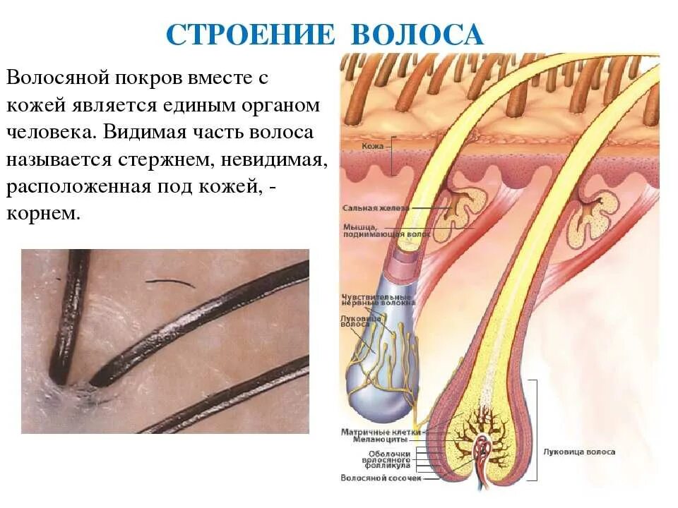 Корень луковица волоса. Строение волоса и волосяного фолликула. Состав корня волоса. Волосяной Покров строение волоса. Строение волоса человека на теле.