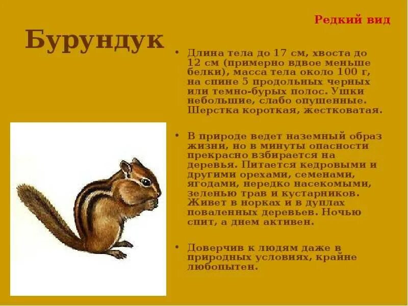 Бурундук окружающий мир 4 класс сообщение кратко. Бурундук окружающий мир 4 класс сообщение кратко