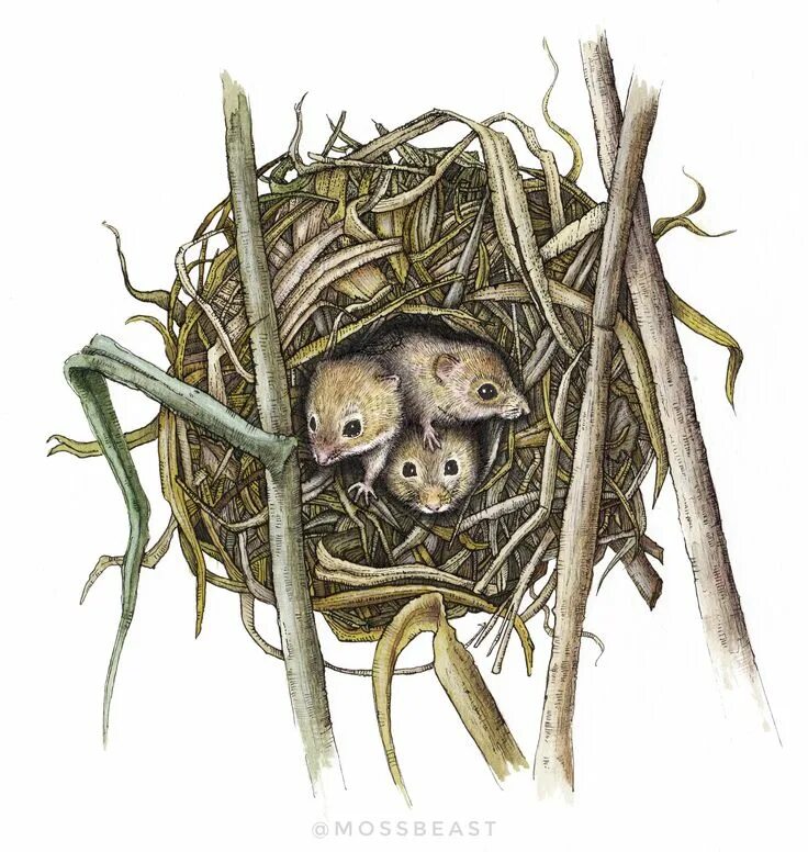 Mouse nest