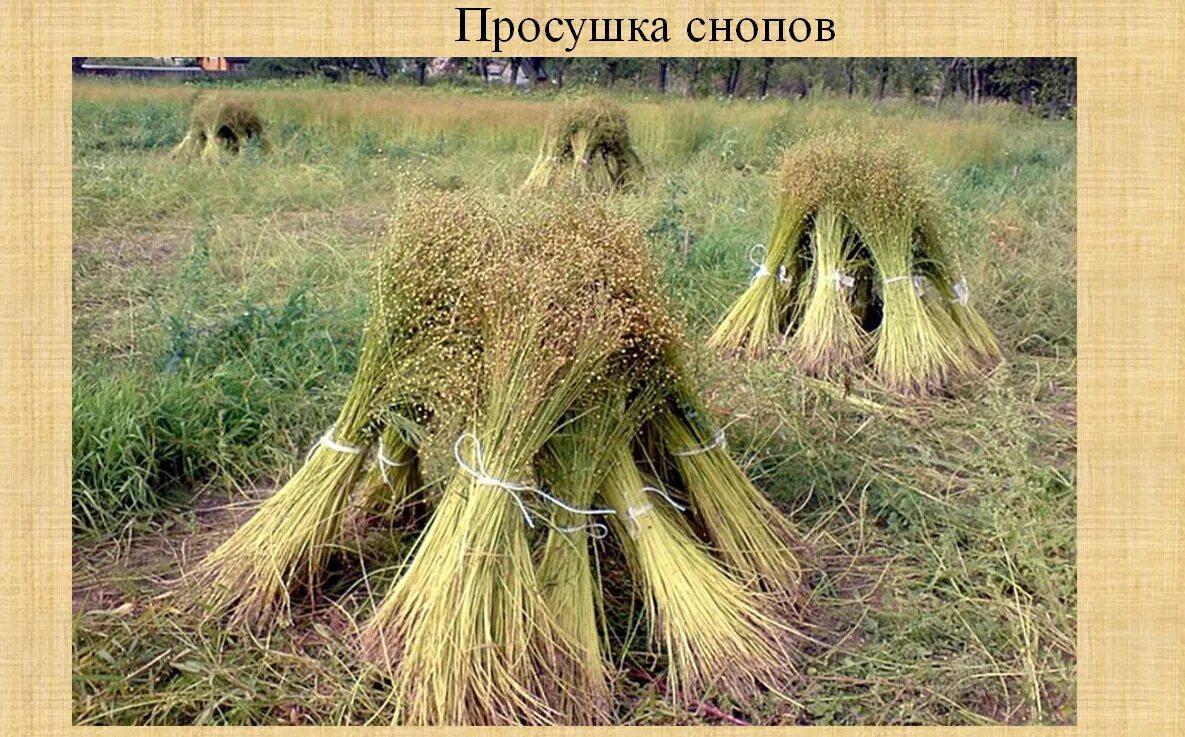 Из чего сделан лен