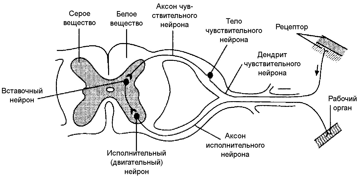 Двигательный вегетативный нейрон. Структура рефлекторной дуги рисунок. Строение рефлекторной дуги схема. Строение рефлекторной дуги ЕГЭ. Рефлекс схема рефлекторной дуги.