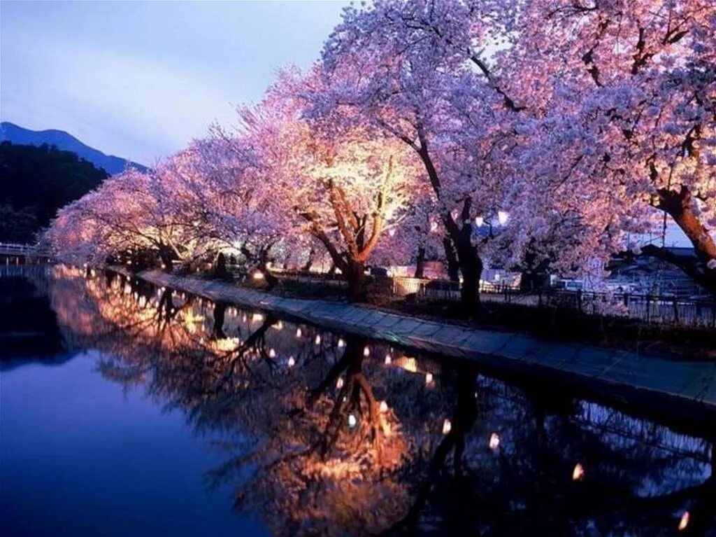 Сакура ночью. Весенняя ночь. Японская природа.