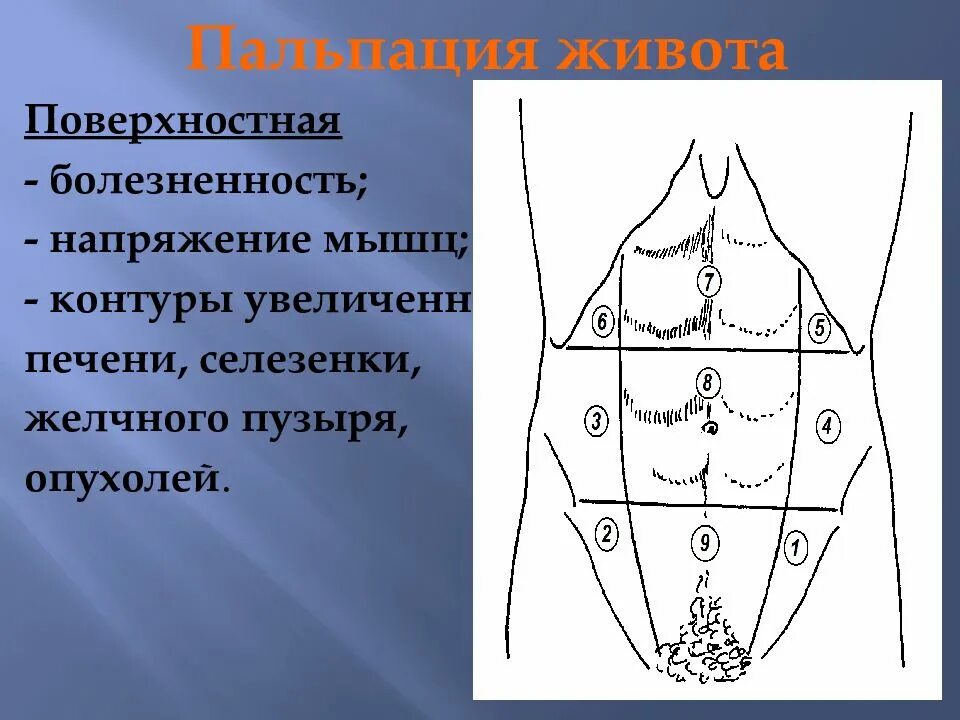 Пальпация живота. Поверхностная пальпация живота пропедевтика. Методика пальпации живота. Методика поверхностной пальпации живота. Поверхностная ориентировочная пальпация живота.