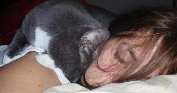 Котенок уткнулся носом. Кот спит на голове. Котик уткнулся носиком. Кот спит на лице