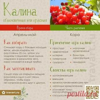 Сколько калины можно съедать