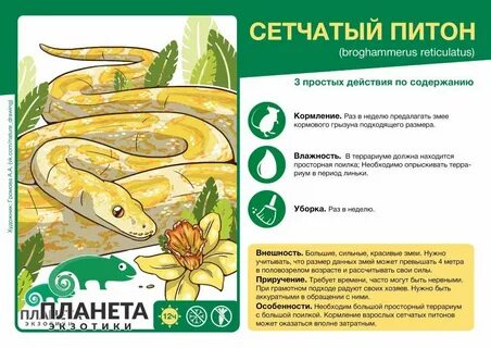 Python содержит