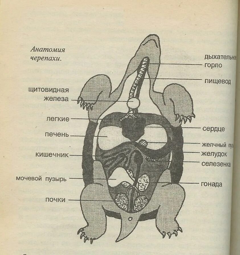 Круг кровообращения черепахи