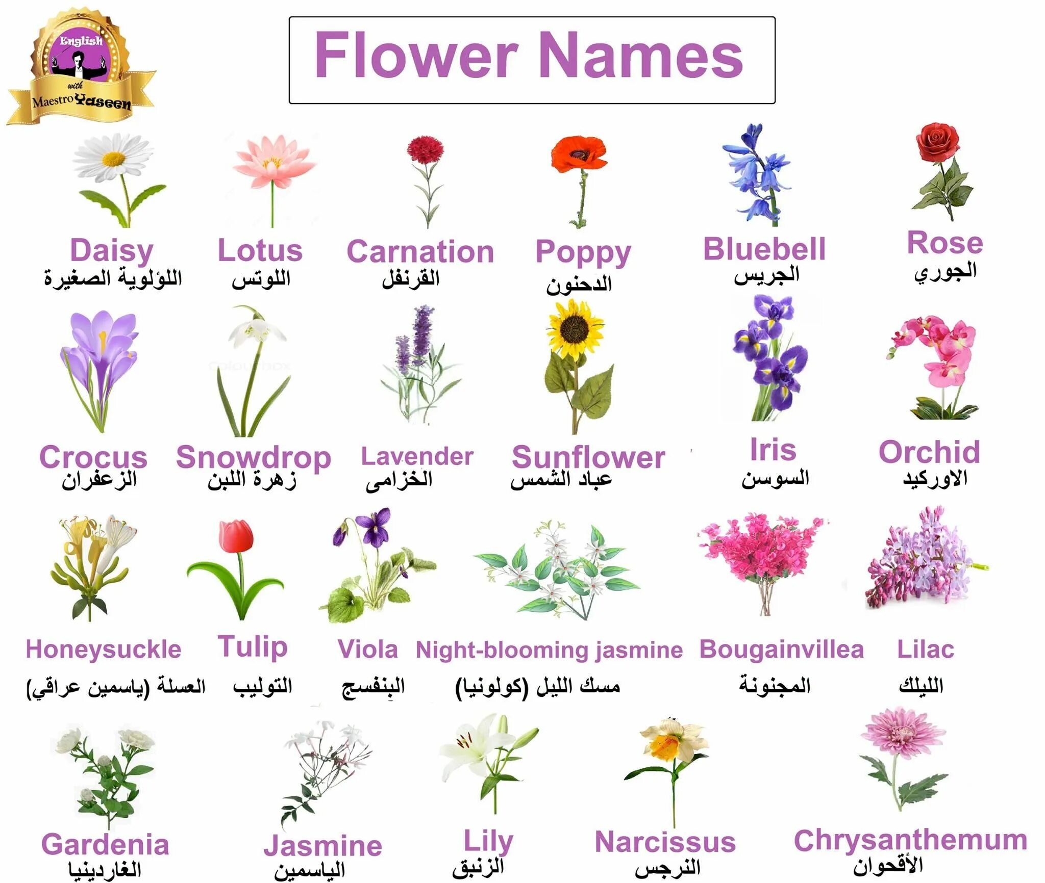 Английское слово flower. Names of flowers in english. цветы на английском. цветы на английском для детей. types of flowers in english.