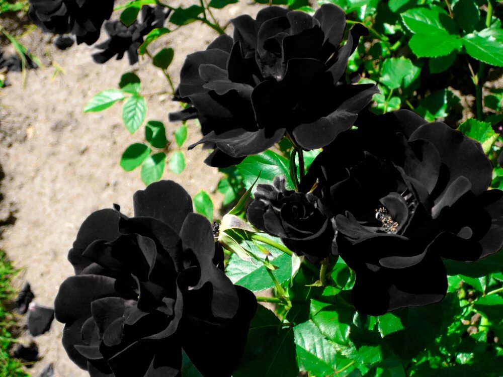 черный цвет в логотипе значение. черные розы халфети. черные обои. черный использовать. черный использовать.