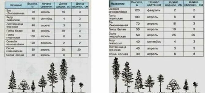 Высота и Продолжительность жизни дерева у ели и сосны. Клен Продолжительность жизни дерева 1 класс. Сосна обыкновенная скорость роста. Скорость роста хвойных деревьев в год таблица. Расстояние хвойная