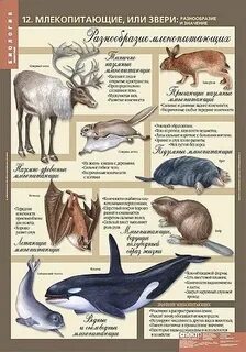 Млекопитающие параграф
