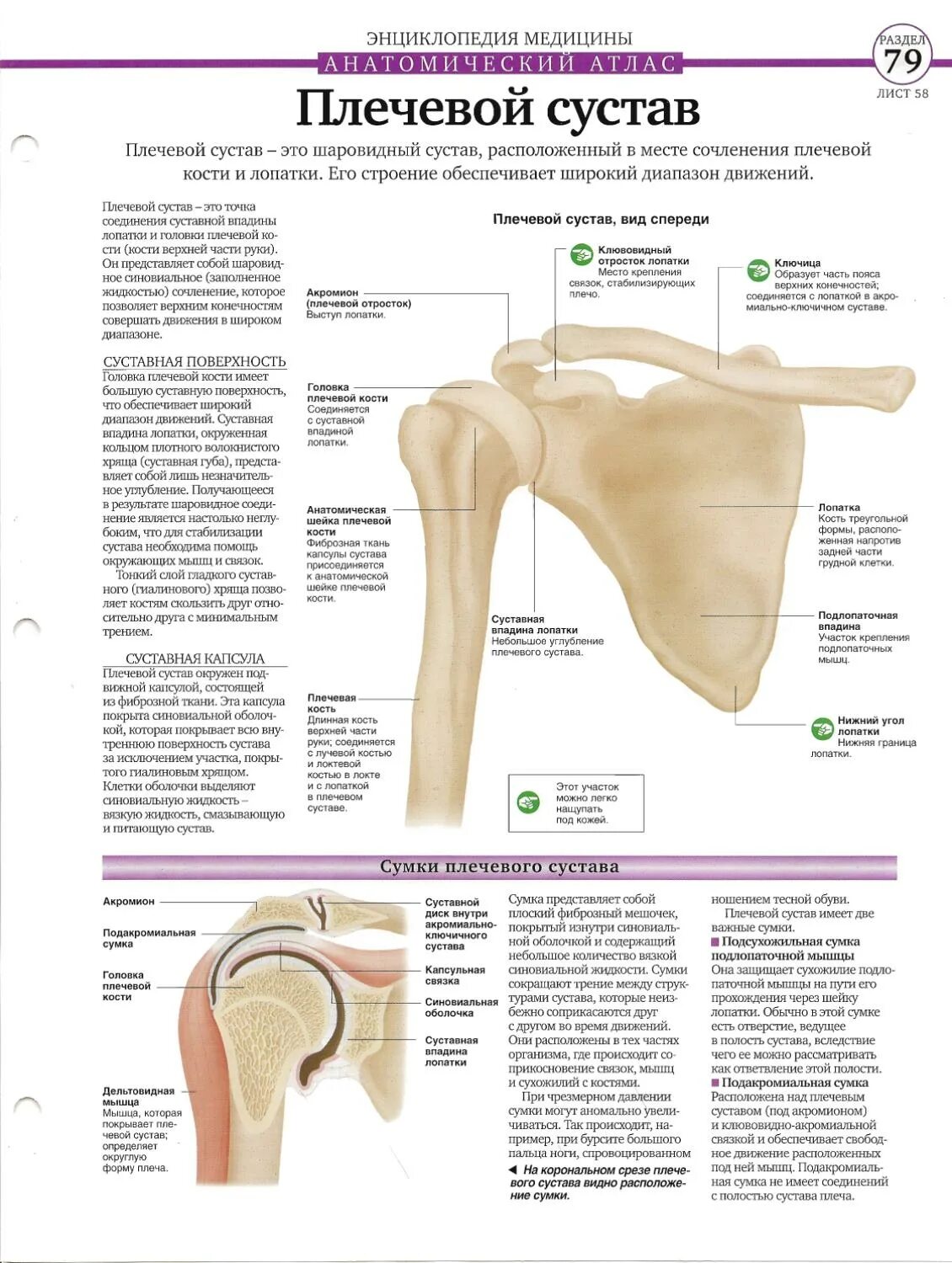 Плечевая кость строение сустава. Анатомические структуры плечевого сустава. Строение плечевой кости мышцами сустав. Суставная капсула плечевого сустава латынь.