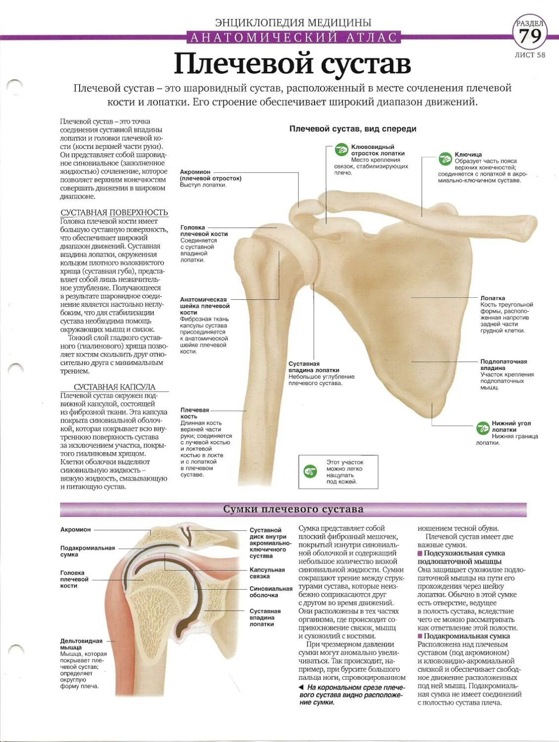 Соединение костей лопатки. Плечевая кость строение сустава. Анатомические структуры плечевого сустава. Строение плечевой кости мышцами сустав. Суставная капсула плечевого сустава латынь.