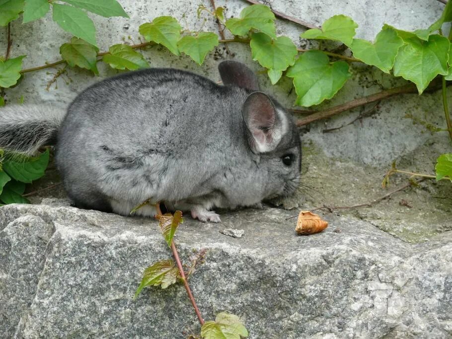 Шиншилла природная зона. Короткохвостая шиншилла. Короткохвостая шиншилла. Шиншилла природная зона. Шиншиллы в дикой природе.