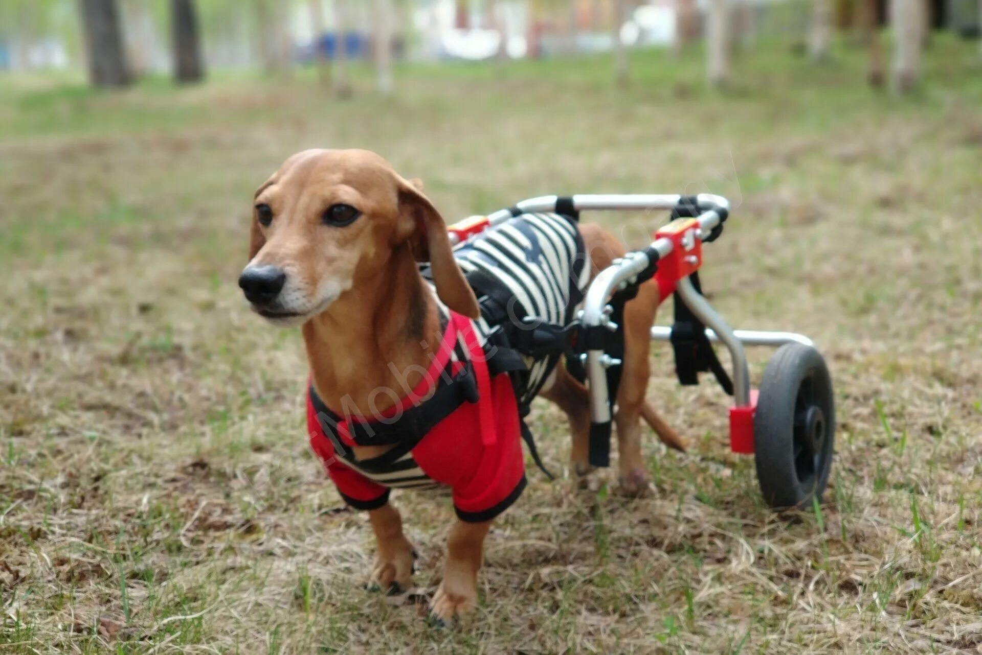 Pet mobile. Инвалидная коляска для собак на передние лапы. PETMOBILE.