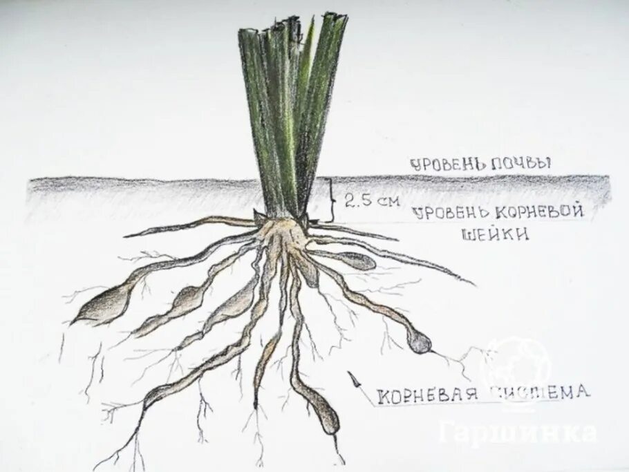 Ккорневая шкйка лилилкйника. Лилейник корневая шейка. Эремурус корневище. Лилейники корневая система.