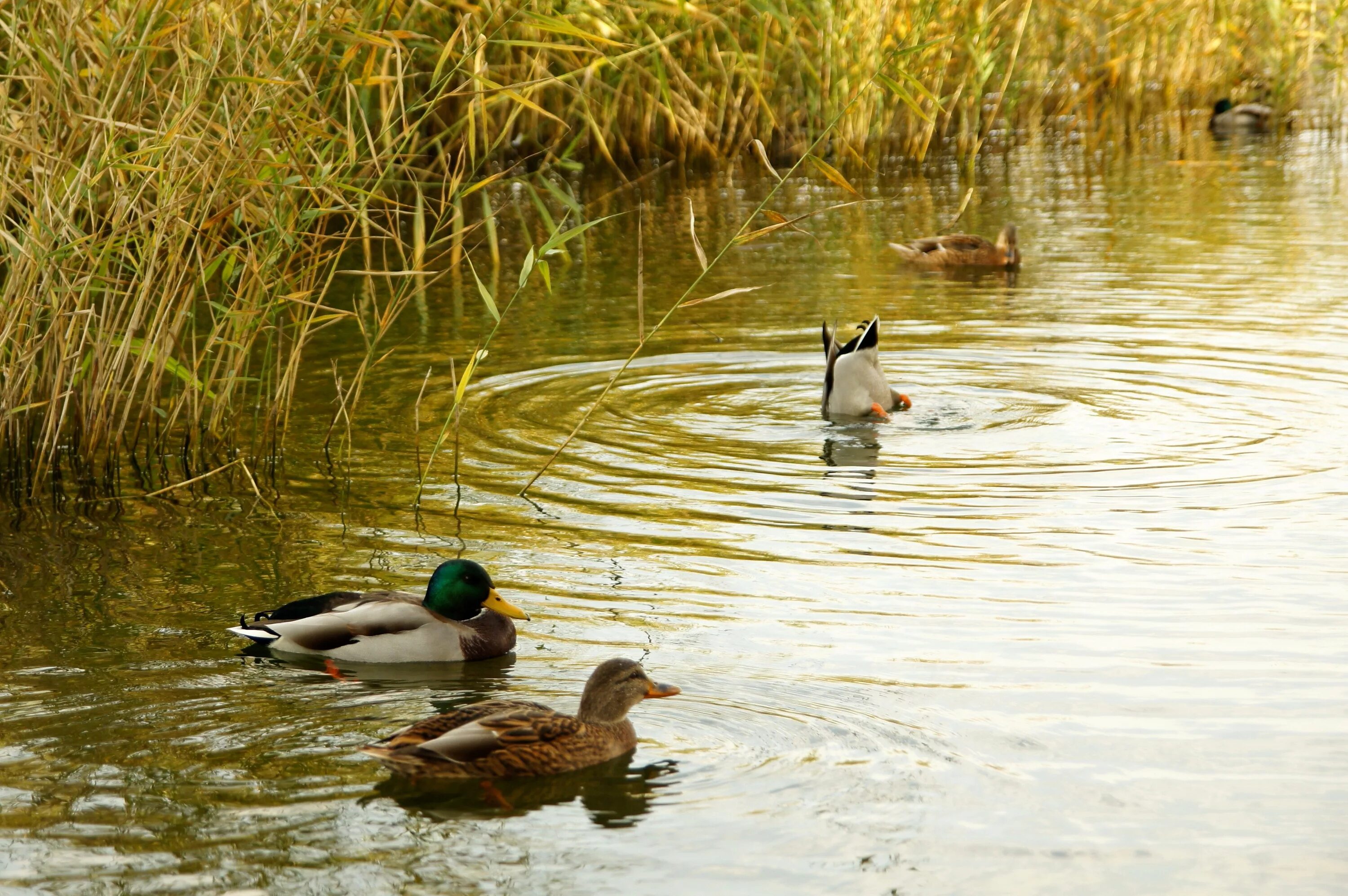 В пруду плавали несколько уток. Утка кряква в пруду. Озеро с утками. Птицы на пруду. Уточки на озере.