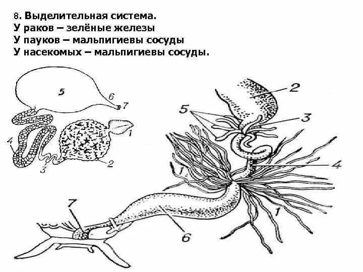 К какой системе относится зеленая железа. Зеленые железы и мальпигиевы сосуды. Мальпигиевы сосуды паука. Мальпигиевы сосуды у паукообразных. Выделительная система мальпигиевы сосуды.