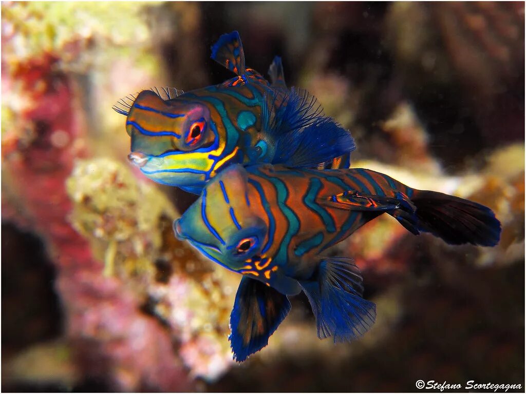 Мандаринка рыба. Synchiropus splendidus. аквариумная рыбка мандаринка. мандаринка (synchiropus splendidus). рыбка мандаринка пресноводная.