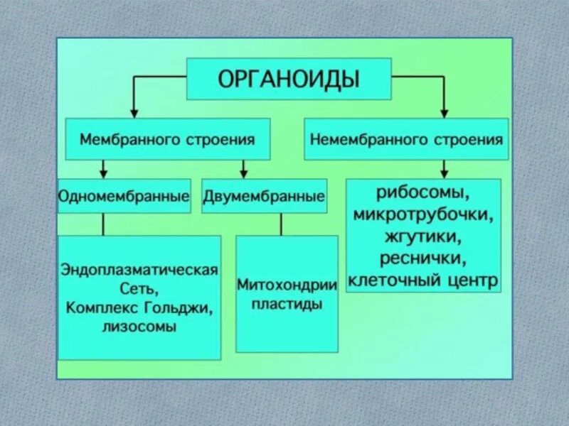Какие общие органоиды. Органоиды мембранного строения. мембранные органеллы клетки строение. классификация мембранных органоидов клетки. мембранные органоиды одномембранные.