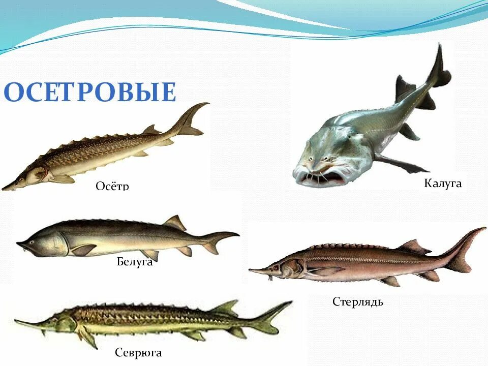 Образные представители