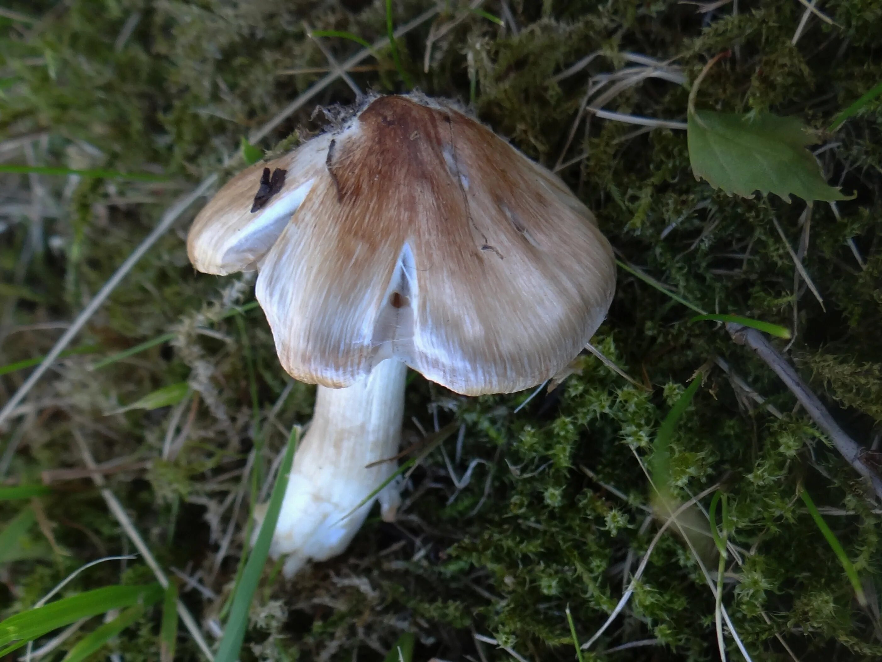 Волоконница патуйяра. Волоконница патуйяра(inocybe patouillardii). Гриб волоконница патуйяра. Волоконница патуйяра. Волоконница патуйяра(inocybe patouillardii).