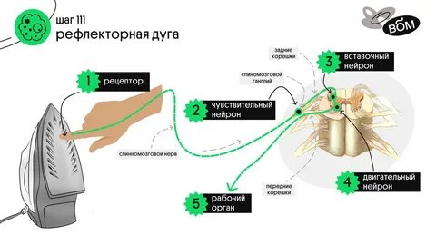 Отдергивание руки от горячего предмета это какой