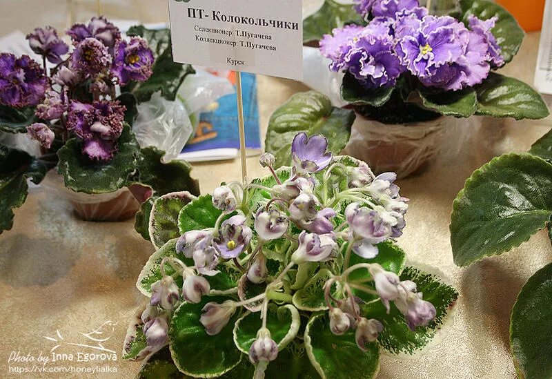 Невские колокольчики фиалка фото Листочки фиалки купить в Москве, бесплатно, продано 18 февраля 2020 Растения