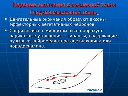 Нервные окончания мышц