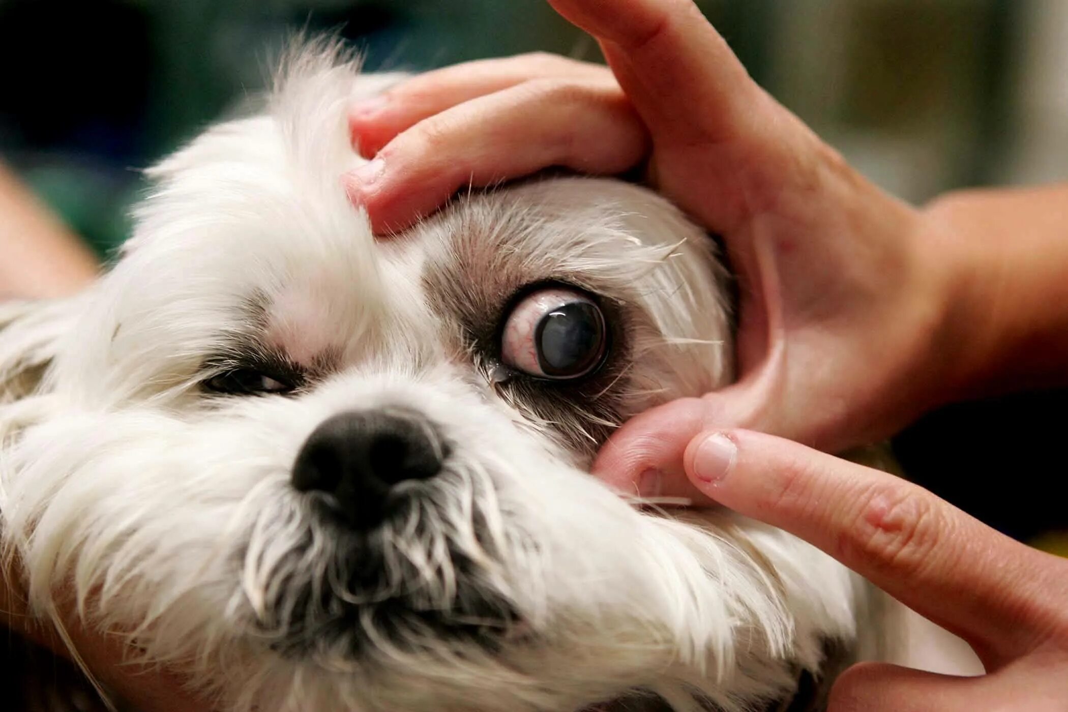 У щенка текут глаза. Ши-тцу. Ши тцу глаза.