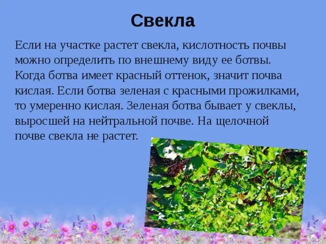 Какие почвы любят овощи. Растения любящие кислую почву. Растения растущие на кислых почвах. Растения кислотных почв. Растения индикаторы почвы.