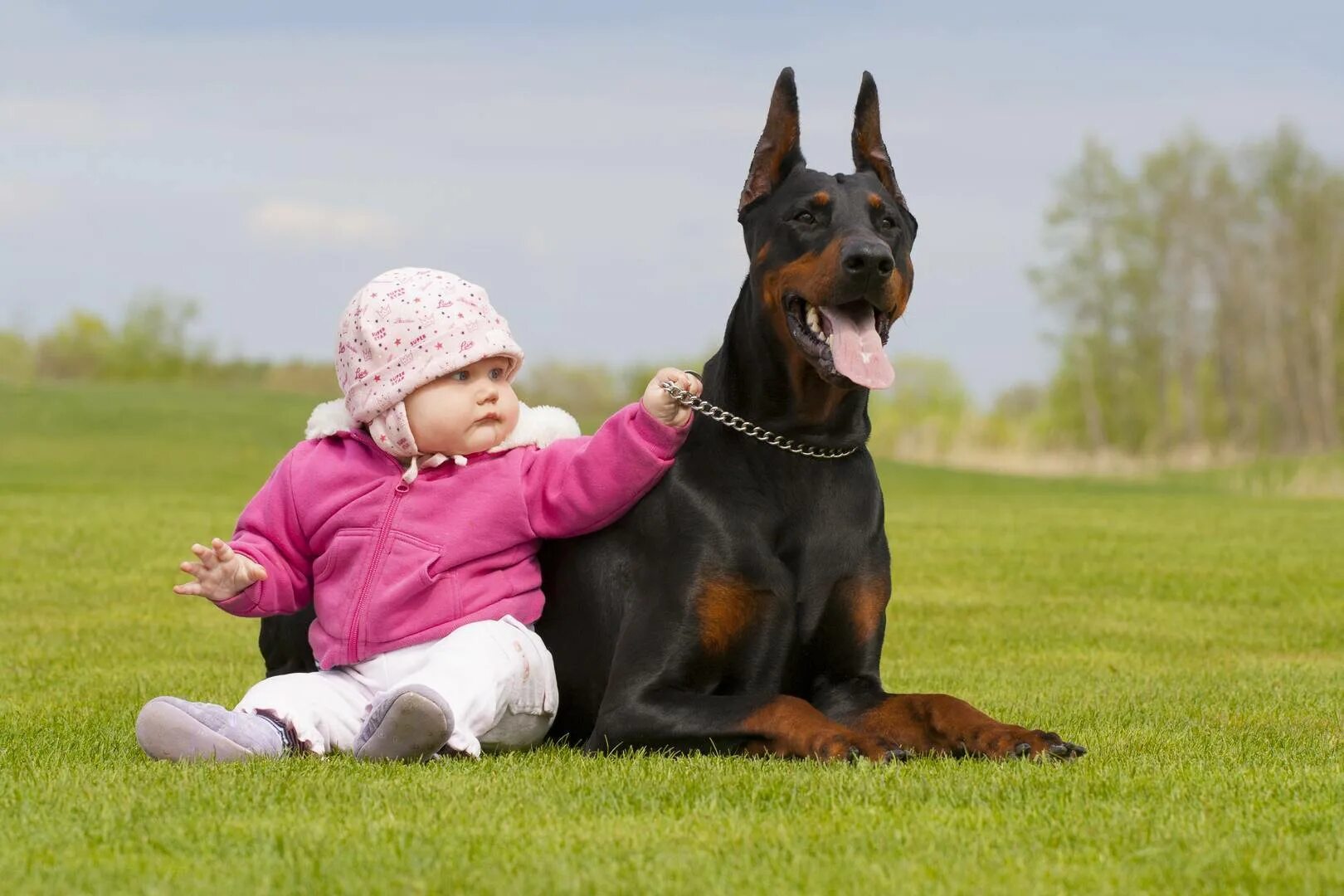 Какая защищает лучше. Собака Доберман для детей. Доберман и дети. Доберман малыш. Самые добрые собаки для детей.