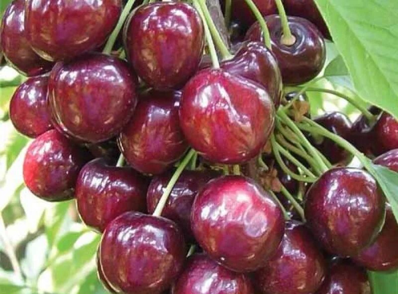 Черешня сорт наполеон. Черешня наполеон розовая. Черешня сорт наполеон. Черешня наполеон дерево. Черешня наполеон дерево.