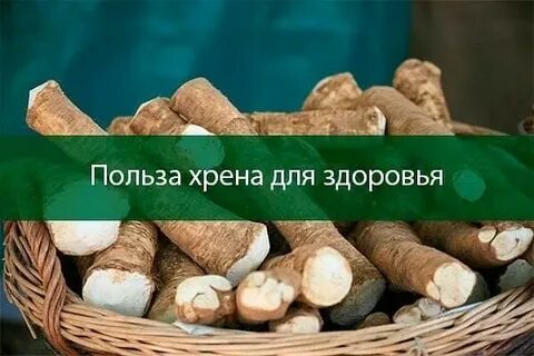 Хрен свойства для организма человека