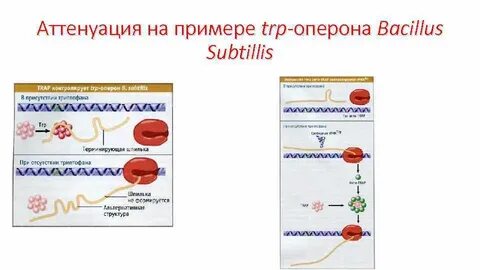 Аттенюация